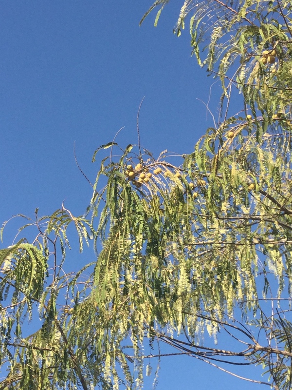 it is sometimes called the Indian gooseberry 600